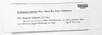 Dendrostoma leiphaemia image
